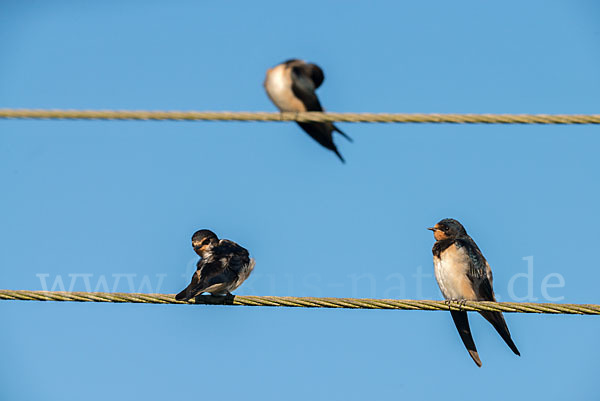 Rauchschwalbe (Hirundo rustica)