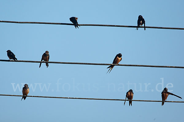 Rauchschwalbe sspec. (Hirundo rustica savignii)