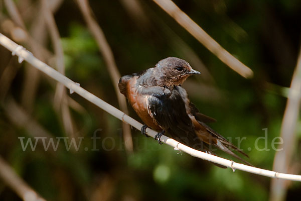 Rauchschwalbe sspec. (Hirundo rustica savignii)