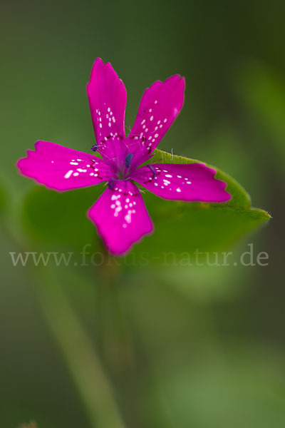 Rauhe Nelke (Dianthus armeria)