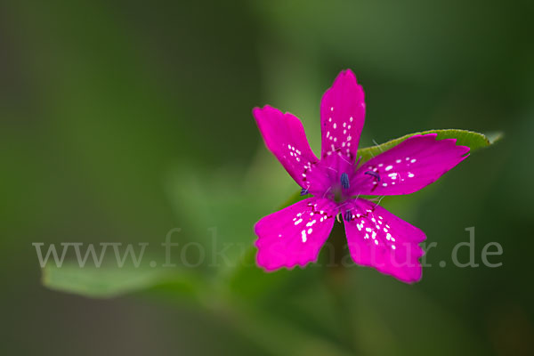 Rauhe Nelke (Dianthus armeria)