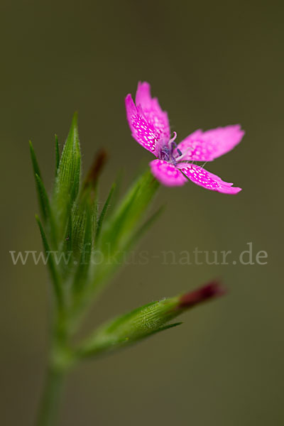 Rauhe Nelke (Dianthus armeria)