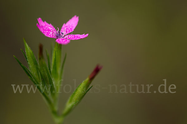 Rauhe Nelke (Dianthus armeria)