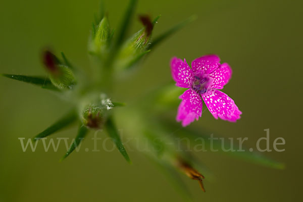 Rauhe Nelke (Dianthus armeria)