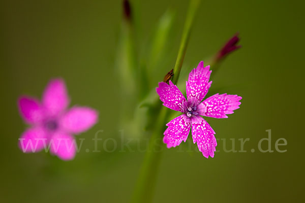 Rauhe Nelke (Dianthus armeria)