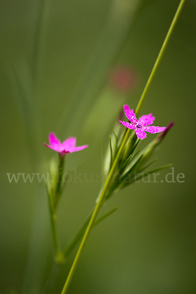 Rauhe Nelke (Dianthus armeria)