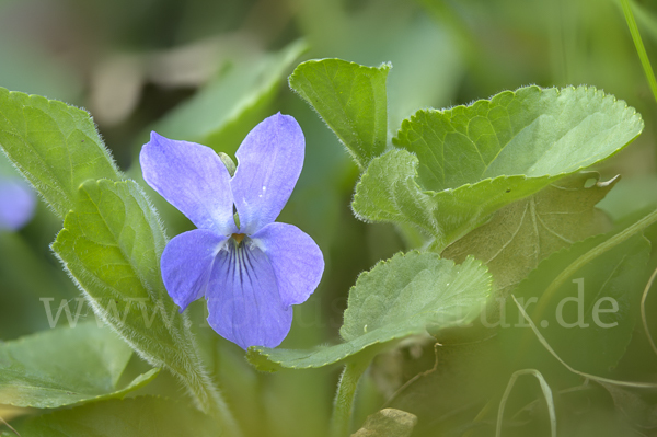 Rauhes Veilchen (Viola hirta)