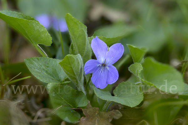 Rauhes Veilchen (Viola hirta)