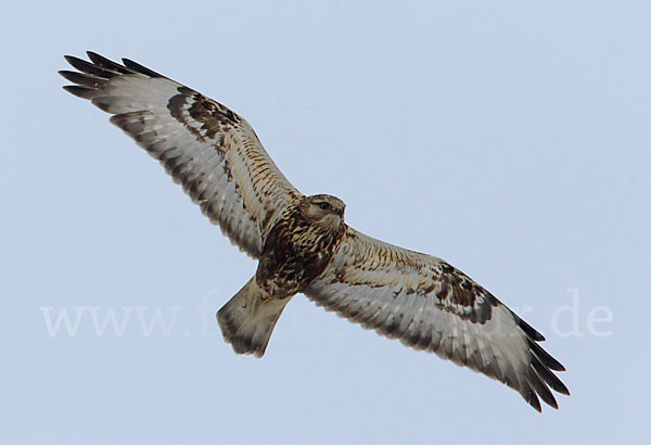 Rauhfußbussard (Buteo lagopus)