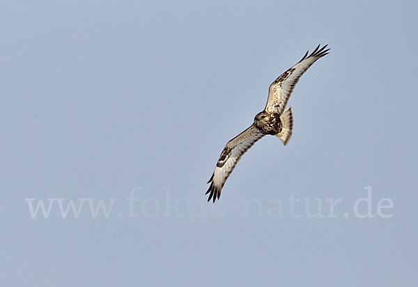 Rauhfußbussard (Buteo lagopus)