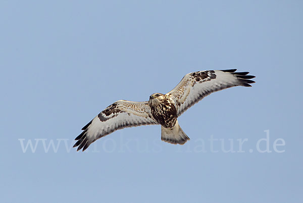 Rauhfußbussard (Buteo lagopus)