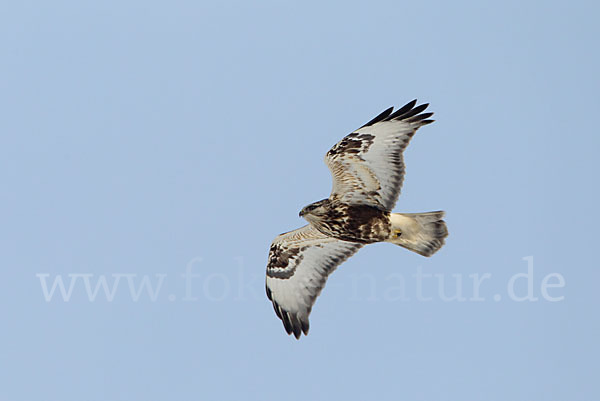 Rauhfußbussard (Buteo lagopus)