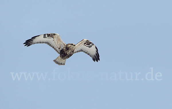 Rauhfußbussard (Buteo lagopus)