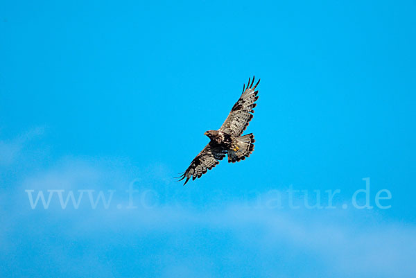 Rauhfußbussard (Buteo lagopus)