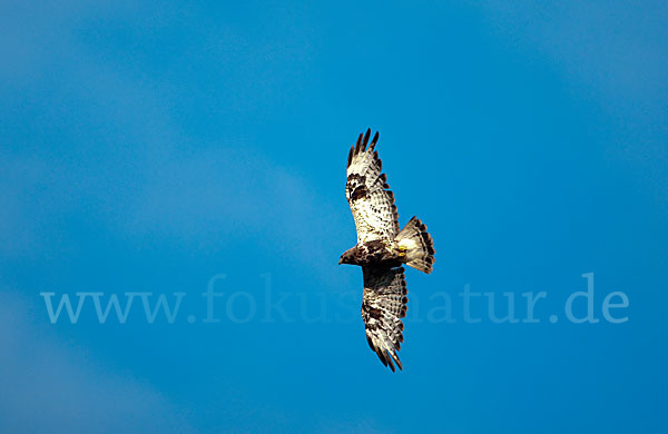 Rauhfußbussard (Buteo lagopus)