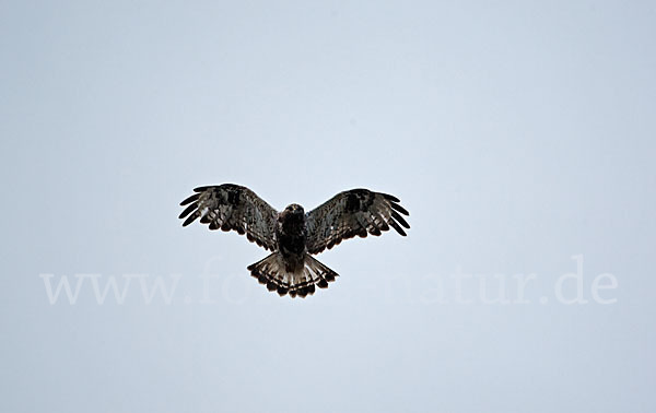 Rauhfußbussard (Buteo lagopus)