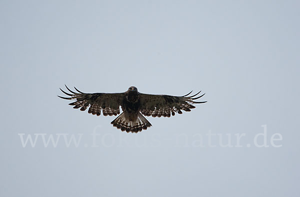 Rauhfußbussard (Buteo lagopus)