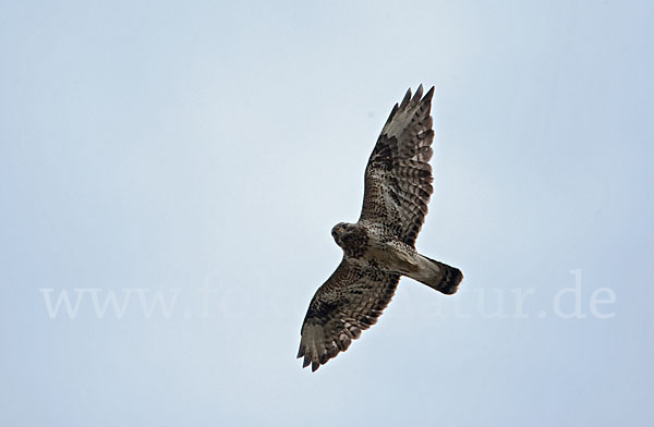 Rauhfußbussard (Buteo lagopus)