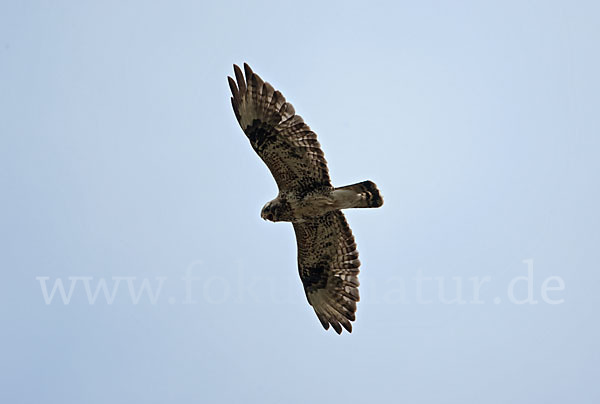 Rauhfußbussard (Buteo lagopus)