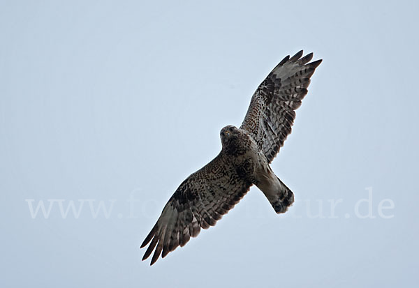 Rauhfußbussard (Buteo lagopus)