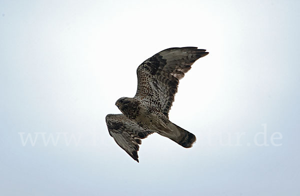 Rauhfußbussard (Buteo lagopus)