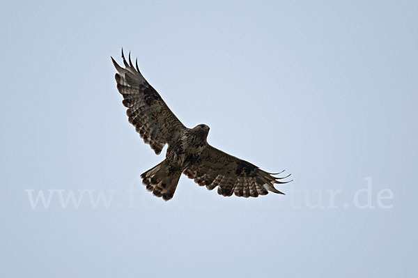 Rauhfußbussard (Buteo lagopus)