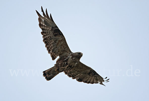 Rauhfußbussard (Buteo lagopus)