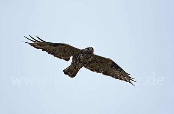 Rauhfußbussard (Buteo lagopus)