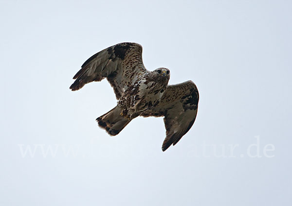 Rauhfußbussard (Buteo lagopus)