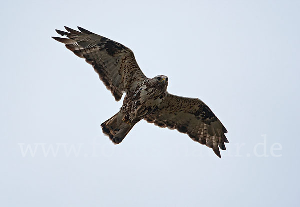 Rauhfußbussard (Buteo lagopus)