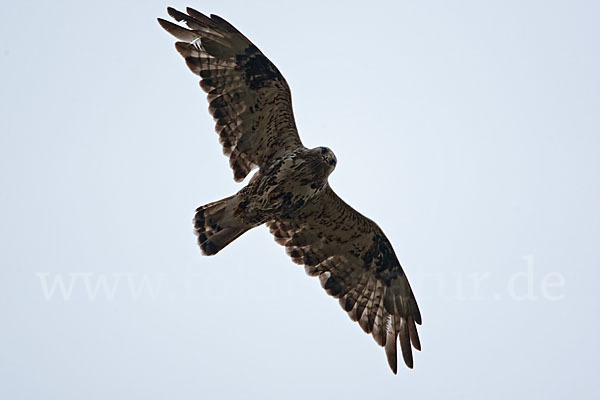 Rauhfußbussard (Buteo lagopus)