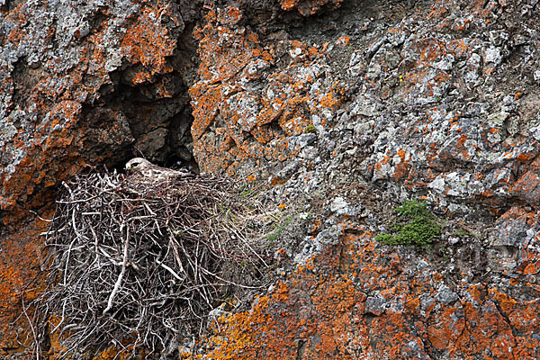 Rauhfußbussard (Buteo lagopus)