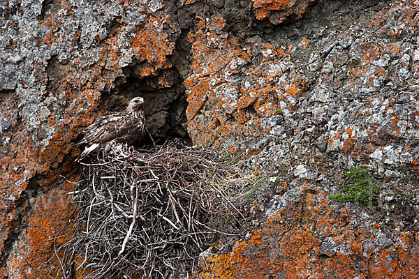 Rauhfußbussard (Buteo lagopus)