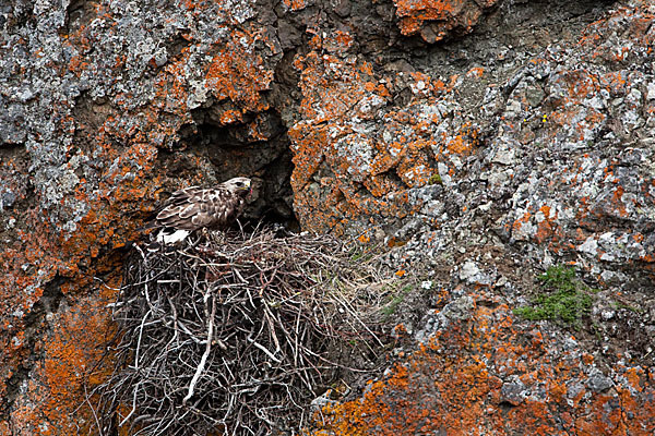 Rauhfußbussard (Buteo lagopus)