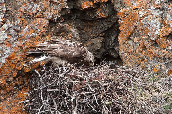 Rauhfußbussard (Buteo lagopus)