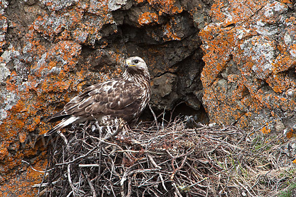 Rauhfußbussard (Buteo lagopus)