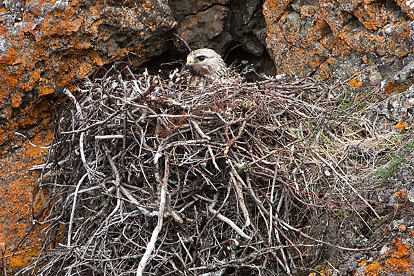 Rauhfußbussard (Buteo lagopus)