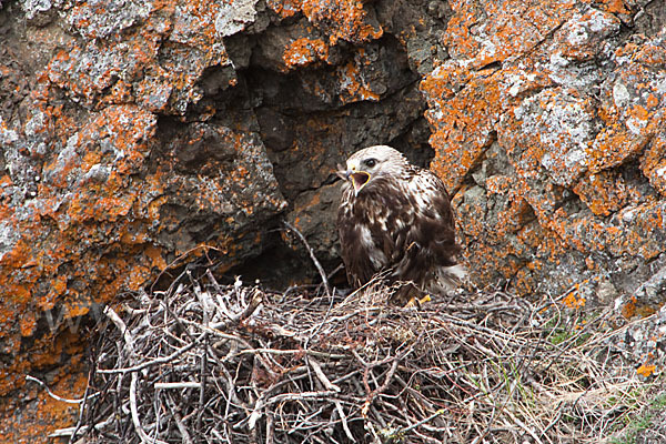 Rauhfußbussard (Buteo lagopus)