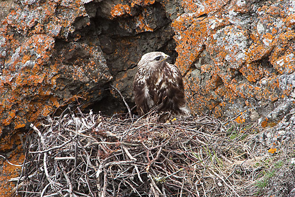 Rauhfußbussard (Buteo lagopus)