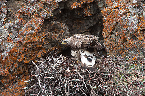 Rauhfußbussard (Buteo lagopus)