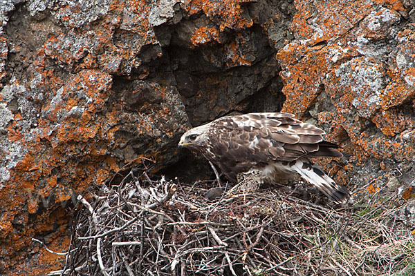 Rauhfußbussard (Buteo lagopus)