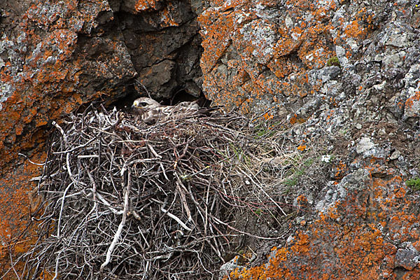 Rauhfußbussard (Buteo lagopus)