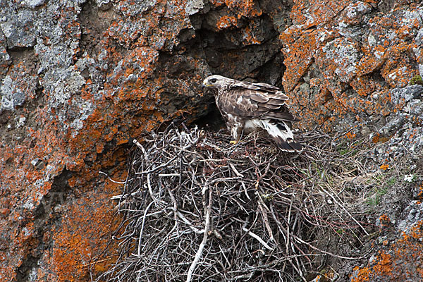 Rauhfußbussard (Buteo lagopus)