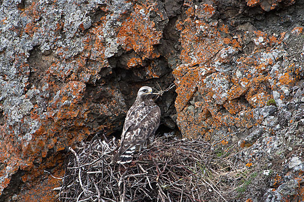 Rauhfußbussard (Buteo lagopus)