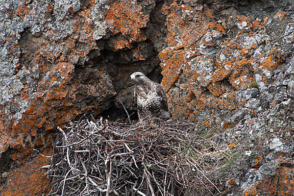 Rauhfußbussard (Buteo lagopus)