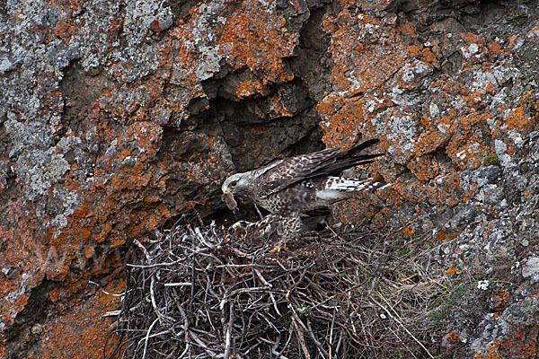 Rauhfußbussard (Buteo lagopus)