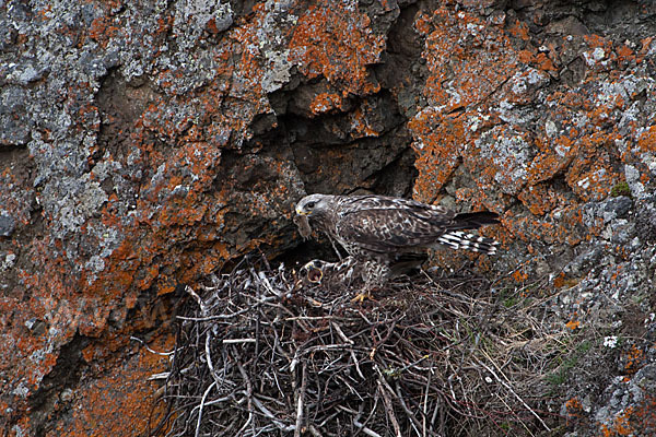 Rauhfußbussard (Buteo lagopus)