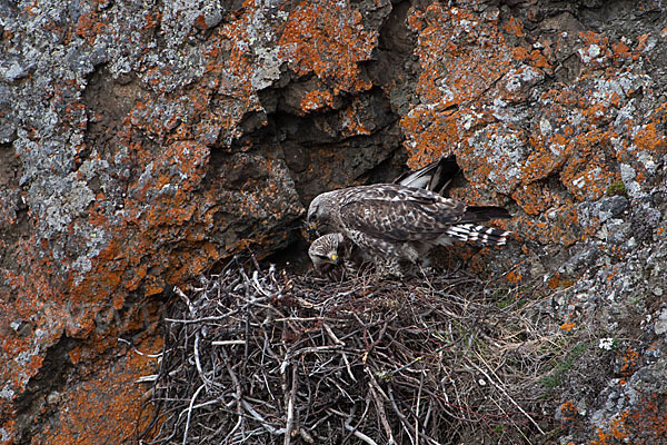 Rauhfußbussard (Buteo lagopus)