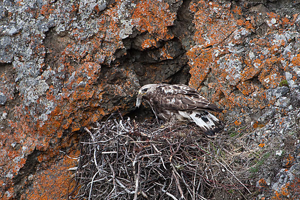 Rauhfußbussard (Buteo lagopus)