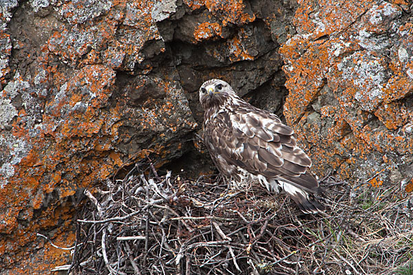 Rauhfußbussard (Buteo lagopus)